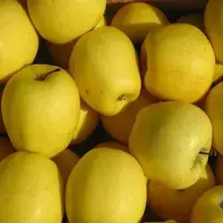 Irani Yellow Apple 