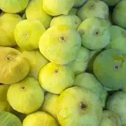 Akre's Fig