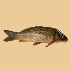 Fish Without Grilling 2 Kg
