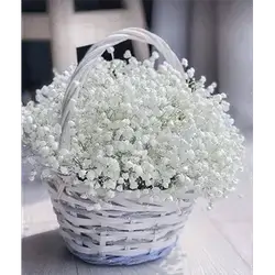 Basket Flower