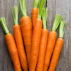 Carrot