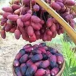 Dates in Burbin