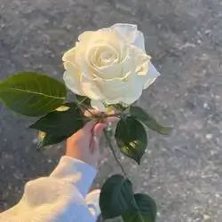 1 Rose