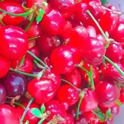 Cherry