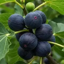 Fig