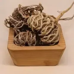 rose of jericho