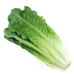 lettuce