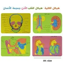 Parts of the human body in Arabic.