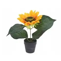 Sunflower In A 22 Cm Pot.
