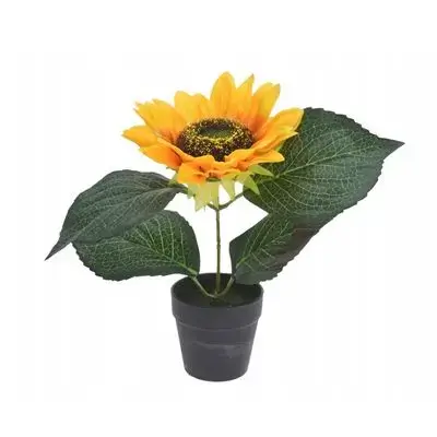 Sunflower In A 22 Cm Pot.