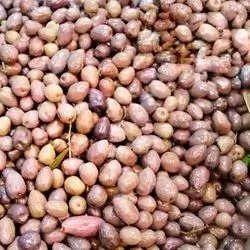 Iraqi Olives