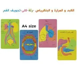 Parts of the human body in Arabic.