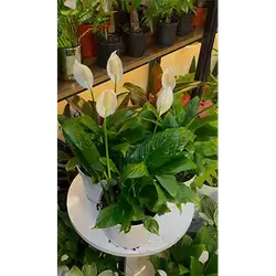 Peace Lily (Medium)