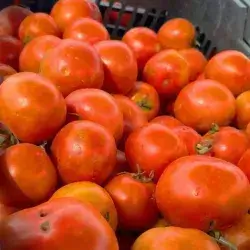 Iraqi tomato