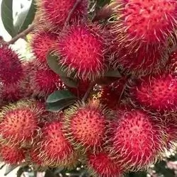 Rambutan Box