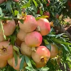pomegranates