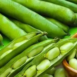 Broad bean