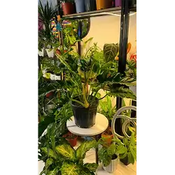 Large Split-Leaf Philodendron