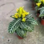 Alfndra 