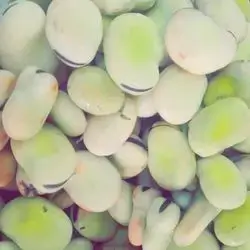 Bean