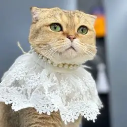Pet Neck Collar