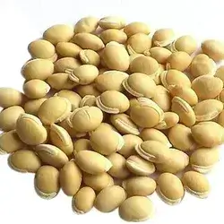Bean