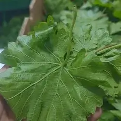 Grape Leaves