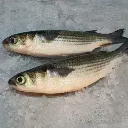 Fresh Grey Mullet Kg