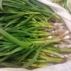 Green Garlic