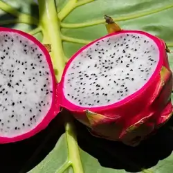 Dragon Fruit