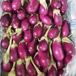 Eggplant