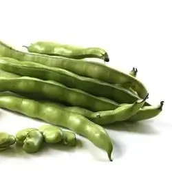 Broad Bean