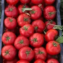 Tomato