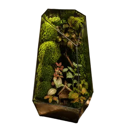 Forest House Terrarium