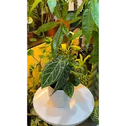 Alocasia