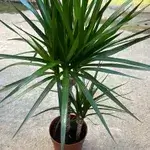 Dracenia 