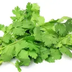 Kuzbra