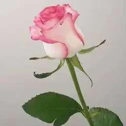 Single Flower - Pink