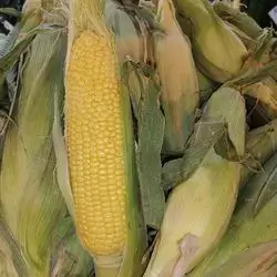 Sweet corn