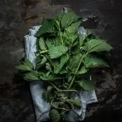 Basil