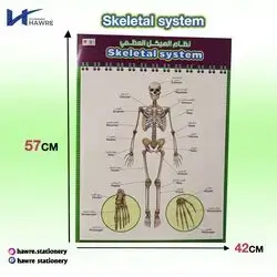 Skeletal system 42x57