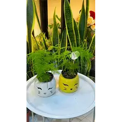 Asparagus Fern (Soft, Without Stand)