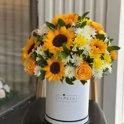 چەپكە گولی گوڵەبەڕۆژە، ڕووسی و داودی