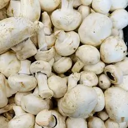 Mushroom