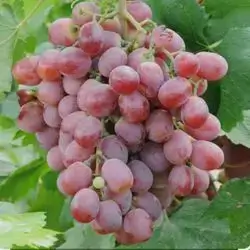 Taifi grapes