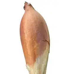 Onion
