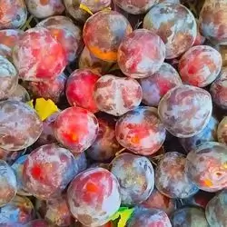 Plum