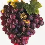 Kishmishi Red Grapes