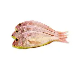 Fresh Sultan Ibrahim Kg