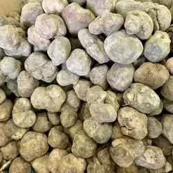  Medium black truffles